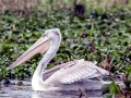 Pink-backed Pelican