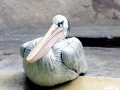 Pink-backed Pelican