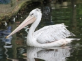 Pink-backed Pelican
