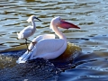 Pink-backed Pelican