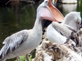 Pink-backed Pelican
