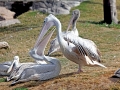 Pink-backed Pelican