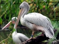 Pink-backed Pelican