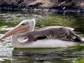Pink-backed Pelican