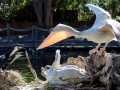 Pink-backed Pelican