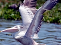 Pink-backed Pelican