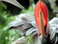 Pink-backed Pelican