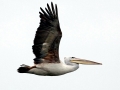 Pink-backed Pelican