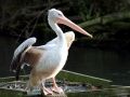 Pink-backed Pelican