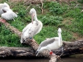 Pink-backed Pelican