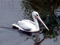 Pink-backed Pelican