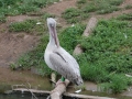 Pink-backed Pelican