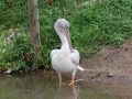 Pink-backed Pelican