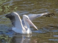 Pink-backed Pelican