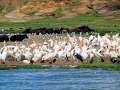 Pink-backed Pelican