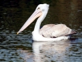 Pink-backed Pelican