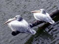 Pink-backed Pelican
