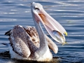 Pink-backed Pelican