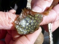 Sea Squirt