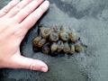 Sea Squirt