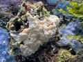 Sea Squirt