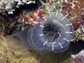 Sea Squirt