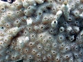 Sea Squirt