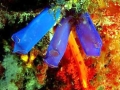 Sea Squirt