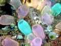 Sea Squirt
