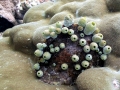Sea Squirt