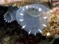 Sea Squirt