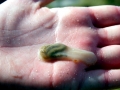 Sea Squirt