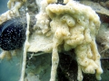 Sea Squirt