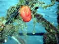 Sea Squirt