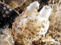Sea Squirt