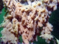 Sea Squirt