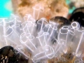 Sea Squirt