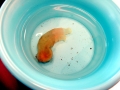 Sea Squirt