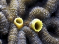 Sea Squirt