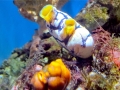 Sea Squirt