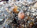 Sea Squirt