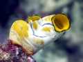 Sea Squirt