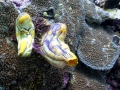 Sea Squirt