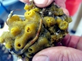 Sea Squirt