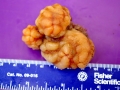 Sea Squirt