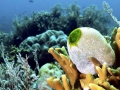 Sea Squirt