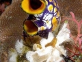 Sea Squirt