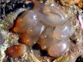 Sea Squirt