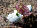 Sea Squirt