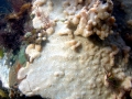 Sea Squirt
